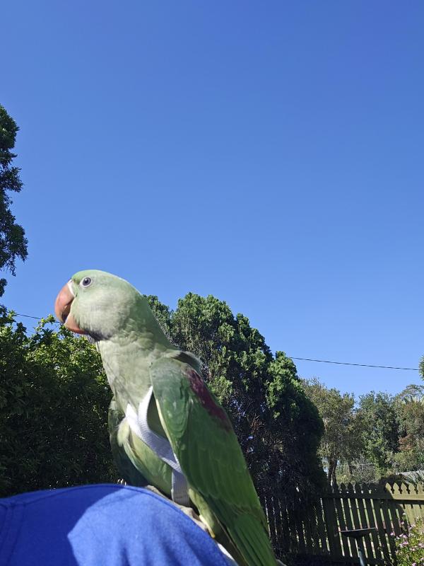 Handraised Alexandrine Parrot