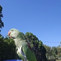 Handraised Alexandrine Parrot