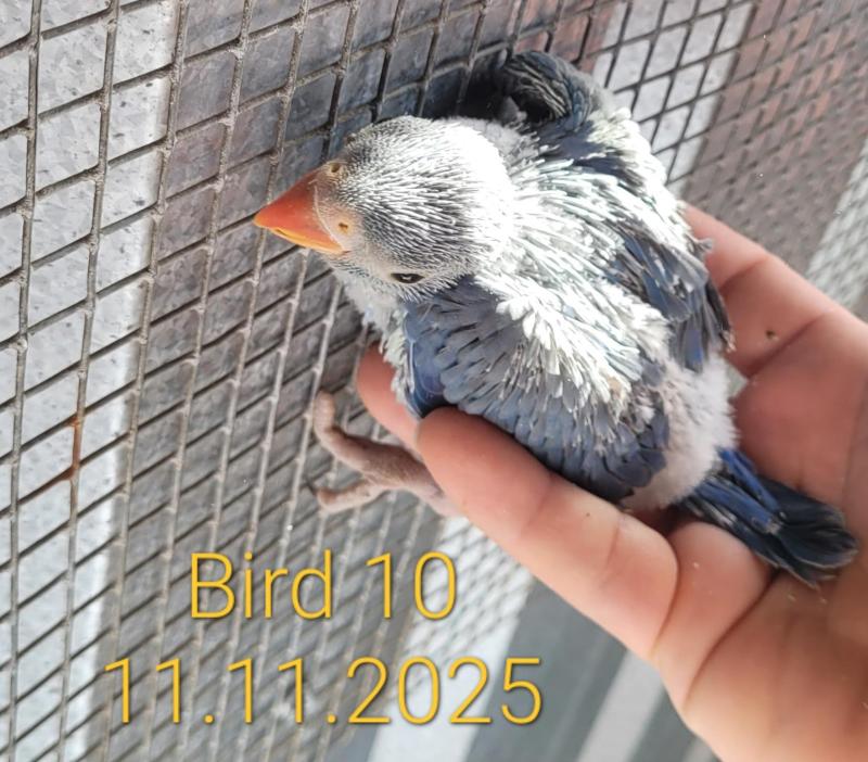 Violet blue indian ringneck 4.5 week old for Handraising