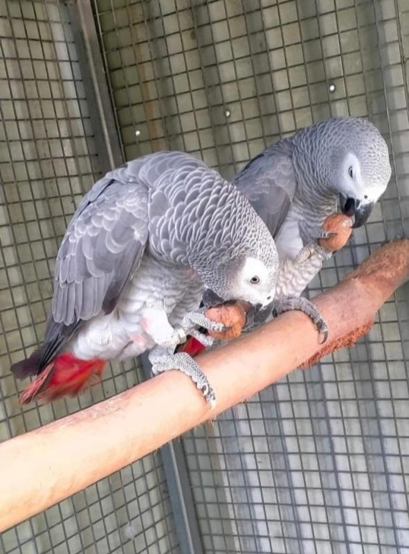 Proven breeding pair African greys
