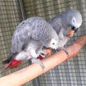 Proven breeding pair African greys