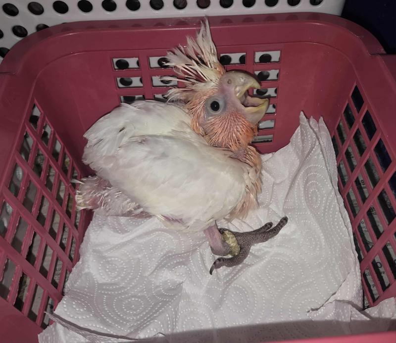 Major Mitchell cockatoo hen hand raised
