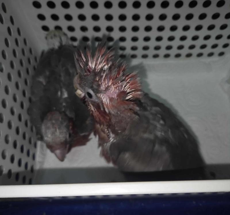 Hand raised galahs hen