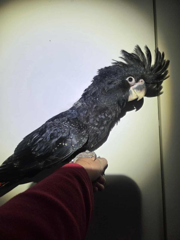 Hand raised black Cockatoo hen