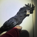 Hand raised black Cockatoo hen
