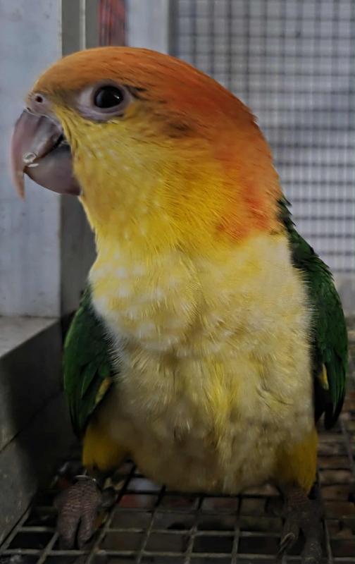 White bellied caique males