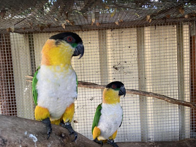 Black Headed Caiques - Breeding Pair