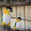 Black Headed Caiques - Breeding Pair