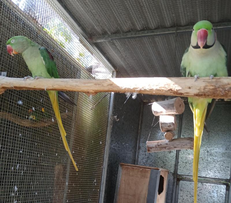 Three breeding  pairs of Alexanderines