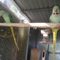 Three breeding  pairs of Alexanderines