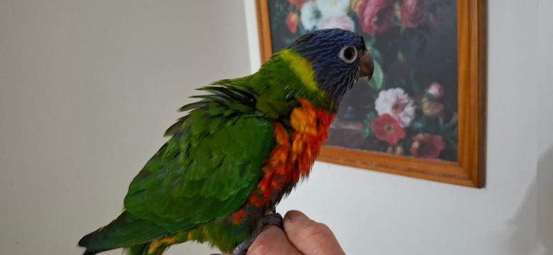 Hand raised rainbaw lorikeet