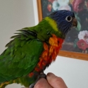 Hand raised rainbaw lorikeet