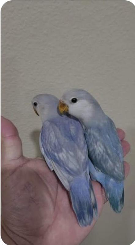 BLUE SERIES PEACHFACE WANTED