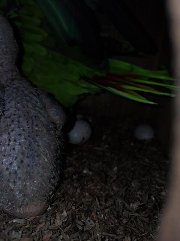 Baby Blue fronted Amazons