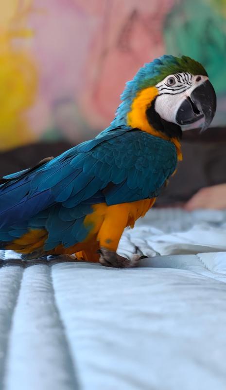 Needing someone with macaw experience Geelong based