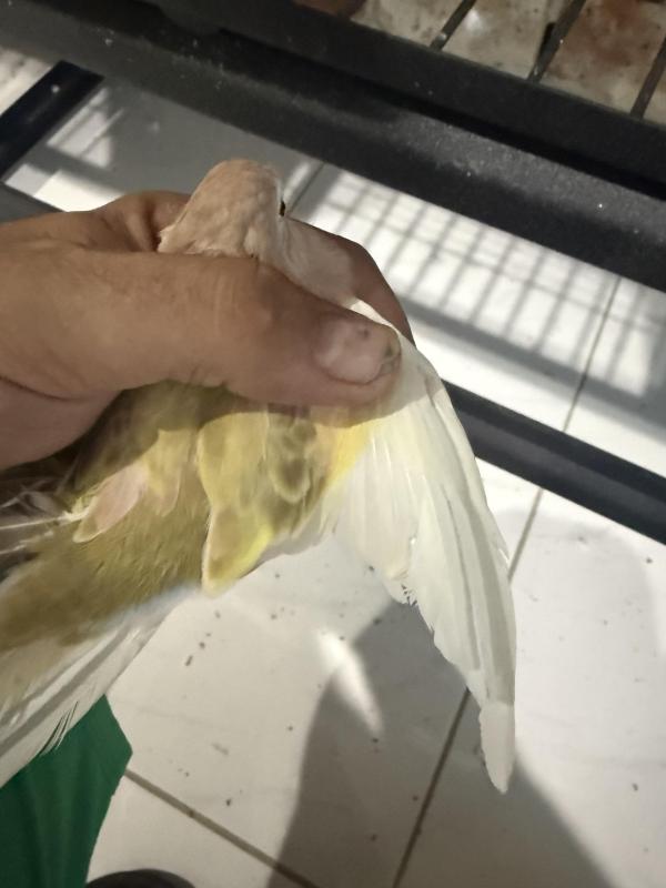 Cream Pied  Bourke Pairs