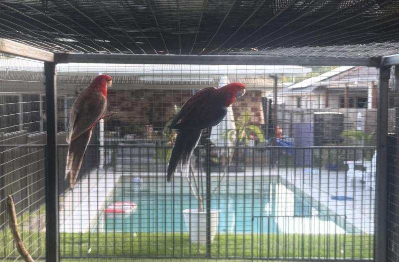 Crimson Rosellas