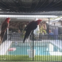 Crimson Rosellas