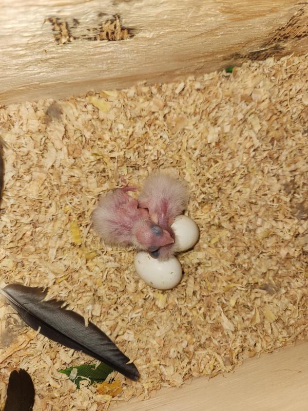 EOI white bellied Caiques for hand rearing