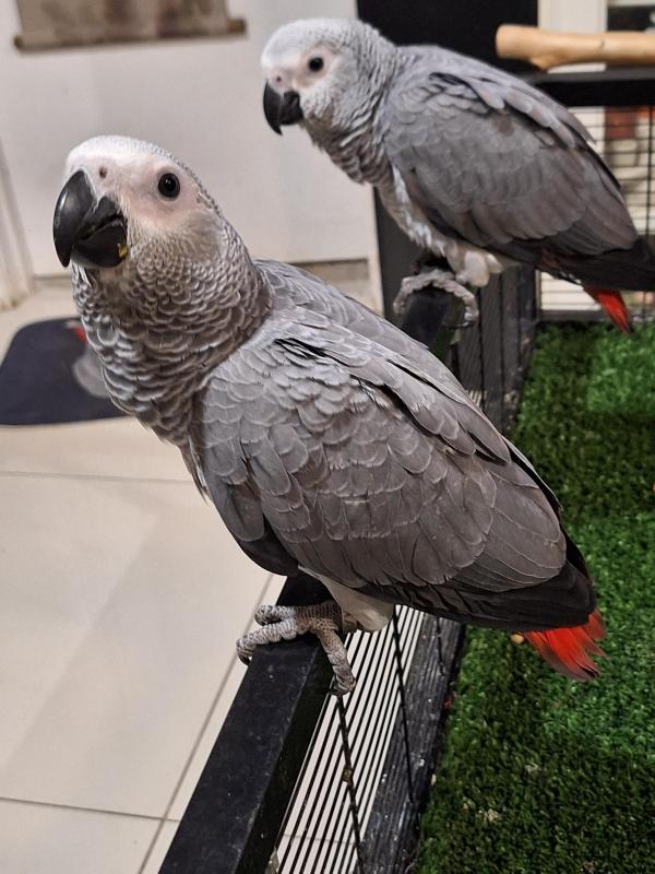 Handreared African grey's