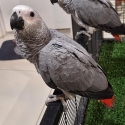 Handreared African grey's