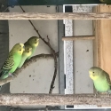 Bush budgies