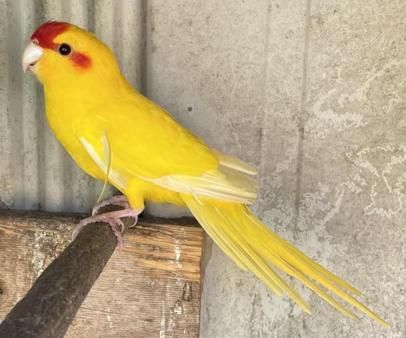 FS: KAKARIKI PARROT-YELLOW-