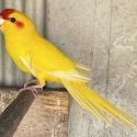 FS: KAKARIKI PARROT-YELLOW-