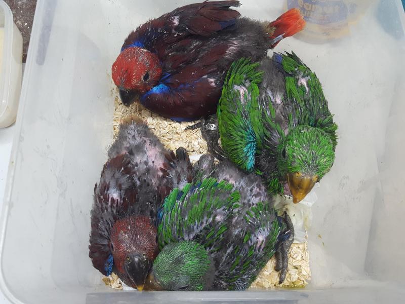 Eckys babies  and Alexandrine pide