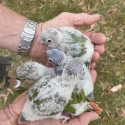 Green cheeked conures for handraising