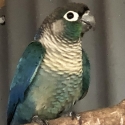 Double Factor Violet Green Cheek Conure