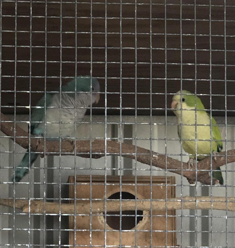 Breeding Pair Of Quakers