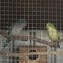 Breeding Pair Of Quakers