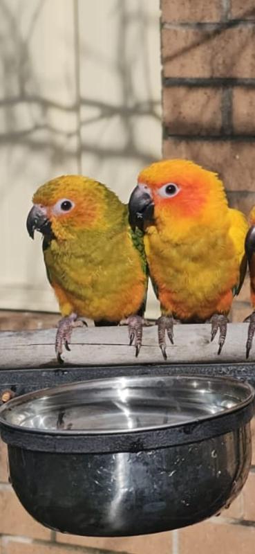 Pair of Hand fed sun conure