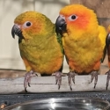Pair of Hand fed sun conure