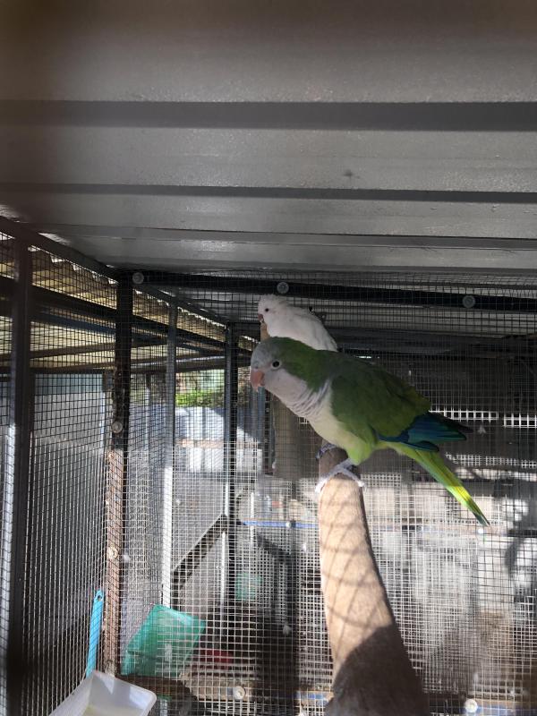 Breeding Pair Of Quakers