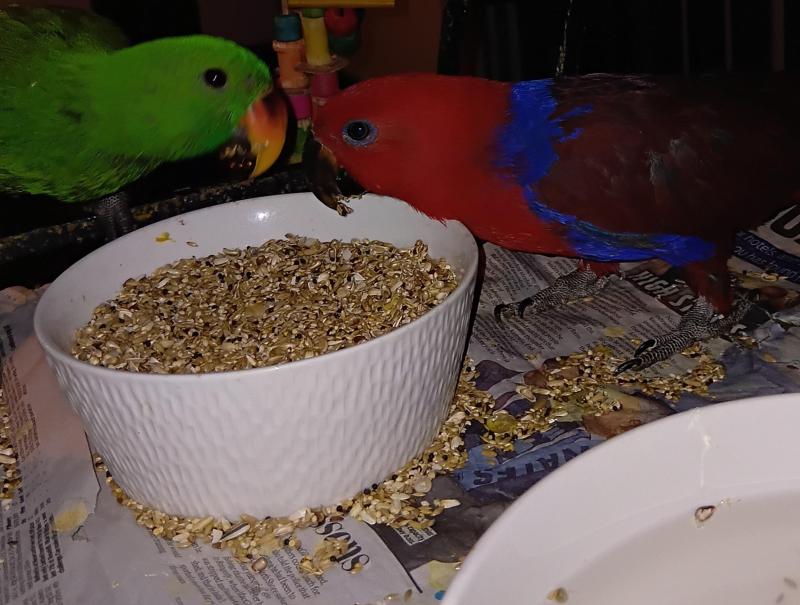 Hand raised companion birds eclectus, suns.