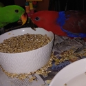 Hand raised companion birds eclectus, suns.