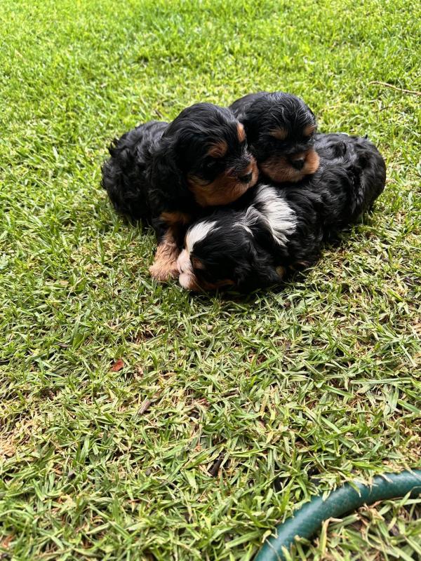 Cavelier King Charles