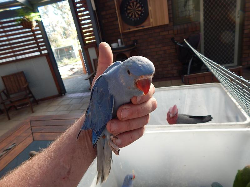 Hand Raised Indian Ringnecks and Moustache Parrots