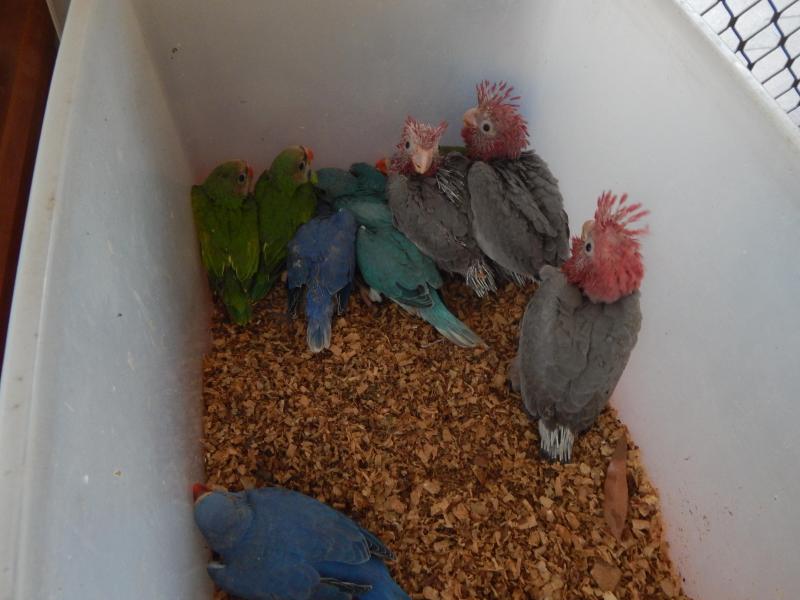 Hand Raised Galahs
