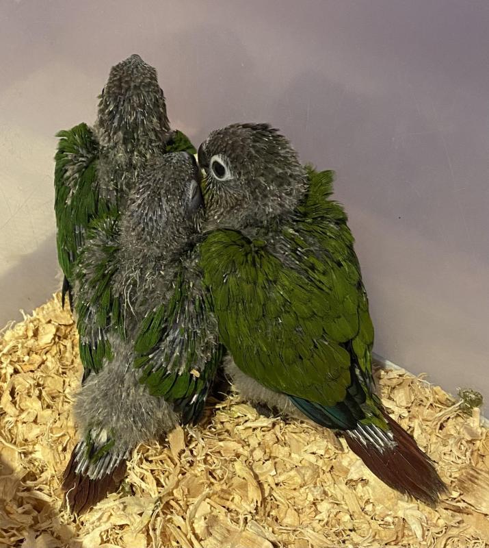 Conures super tame
