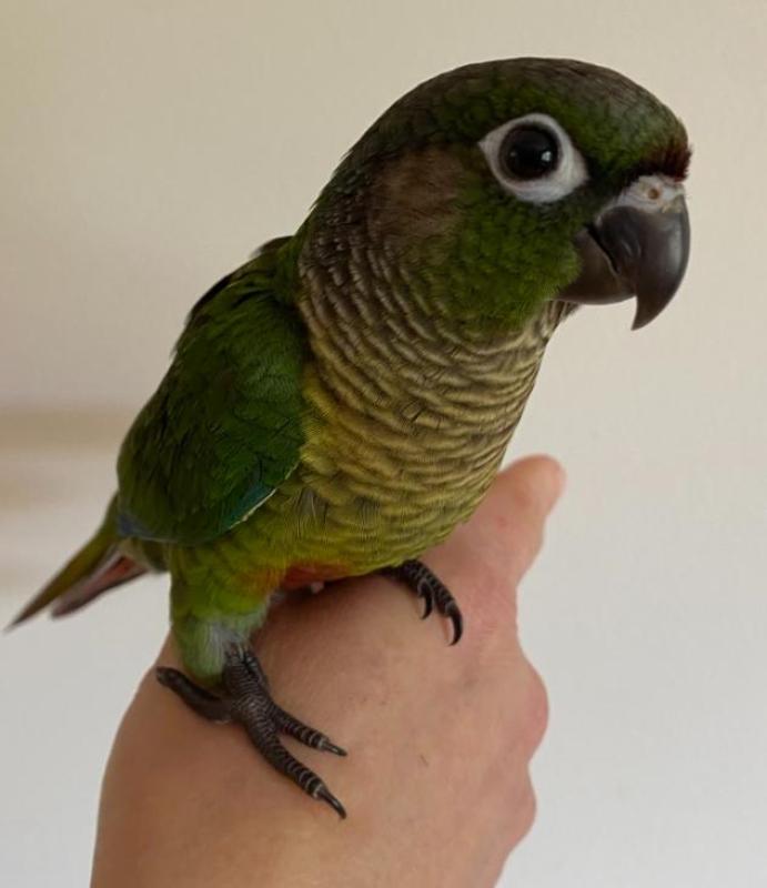 Conure super tame