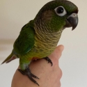 Conure super tame