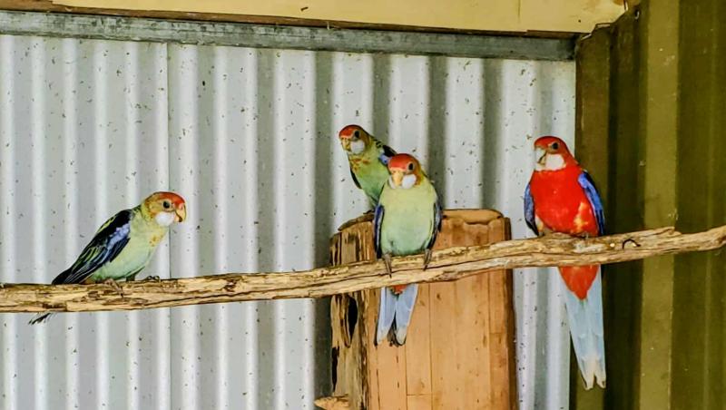 4x Pale headed x Red Eastern Rosella's