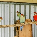 4x Pale headed x Red Eastern Rosella's