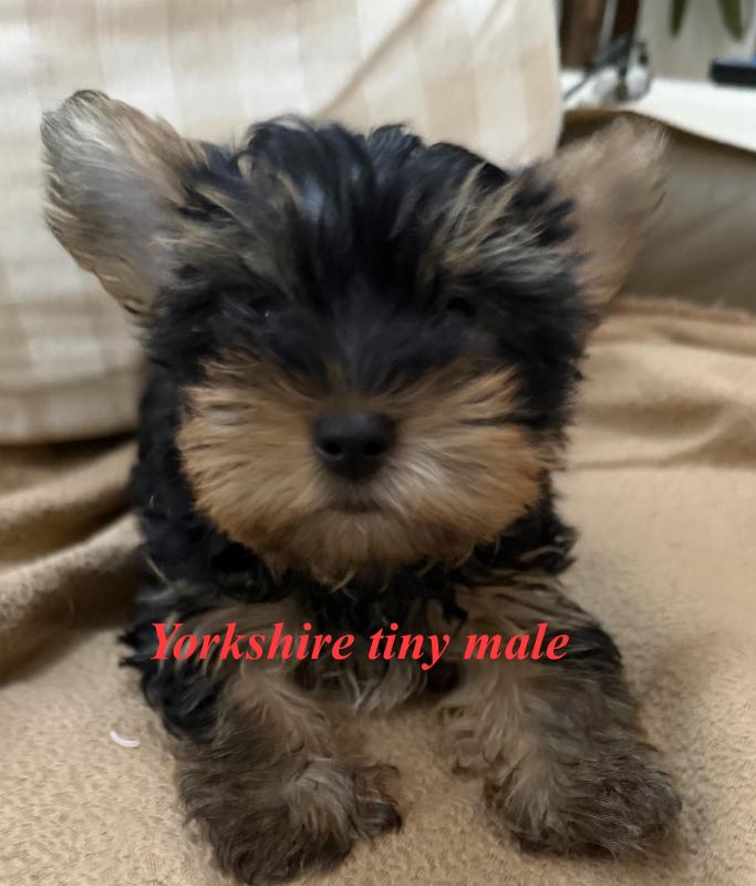 Tiny Yorkshire terrier male puppy