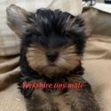 Tiny Yorkshire terrier male puppy