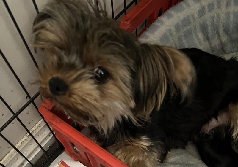 Tiny Yorkshire female