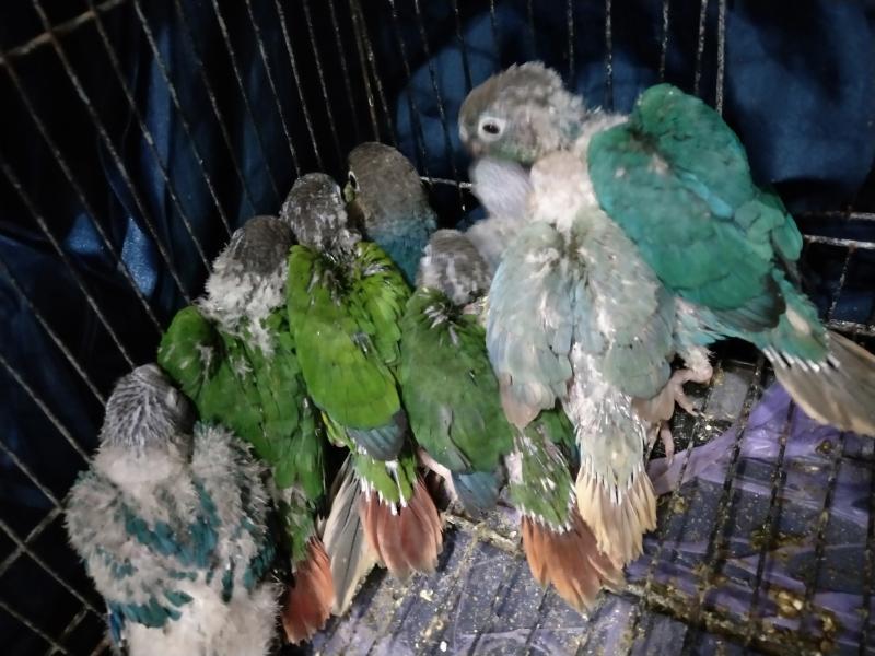 x13 hand raised - crimson and double factored conures